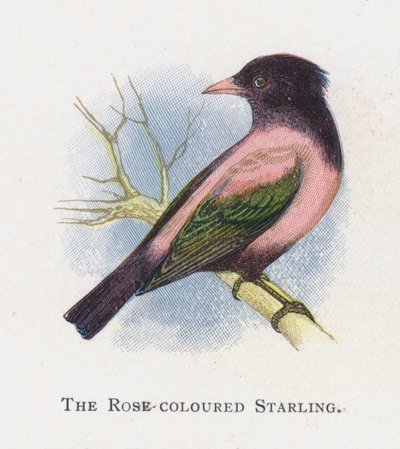 The Rose-Coloured Starling by Alexander Francis Lydon
